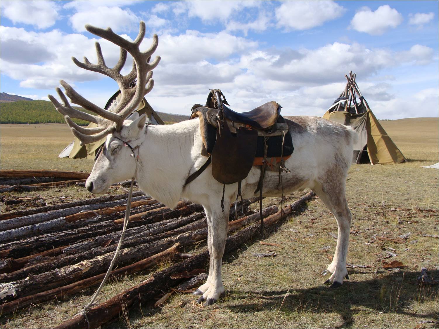Mongolian Landscape